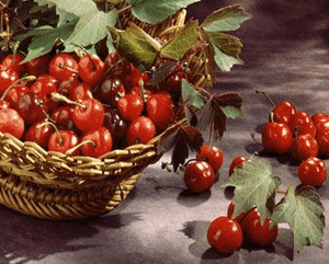 Multi-Délices: Saison des cerises, clafoutis…