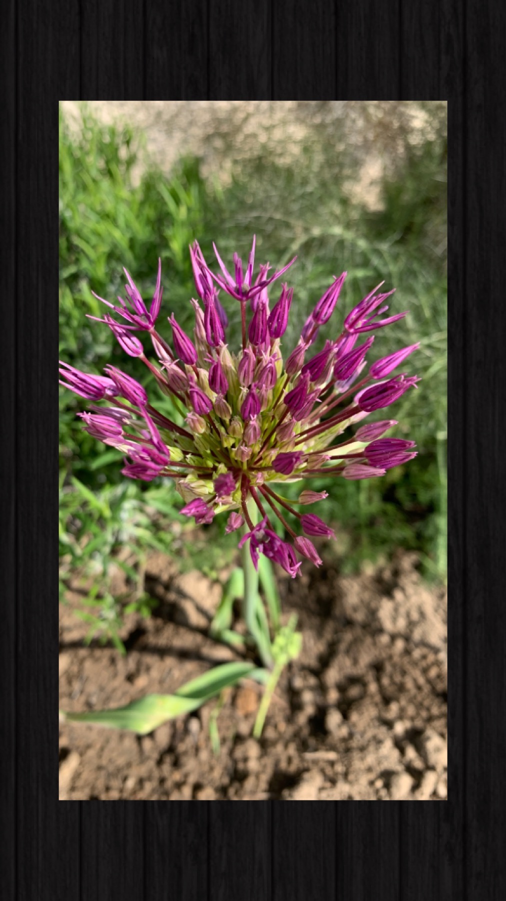 Coucou du dimanche & jardin