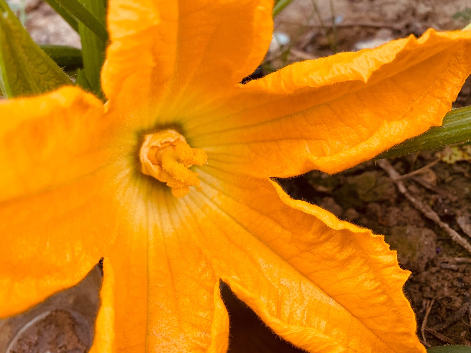 Coucou du dimanche et comment reconnaitre les fleurs des courgettes….