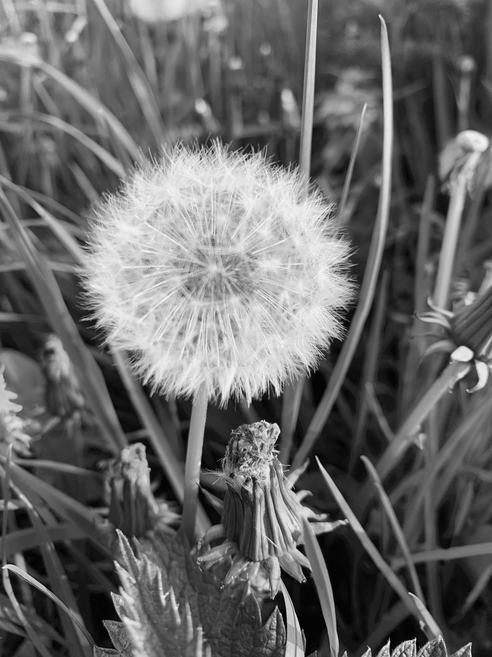 Coucou du dimanche et moi, blogueuse…