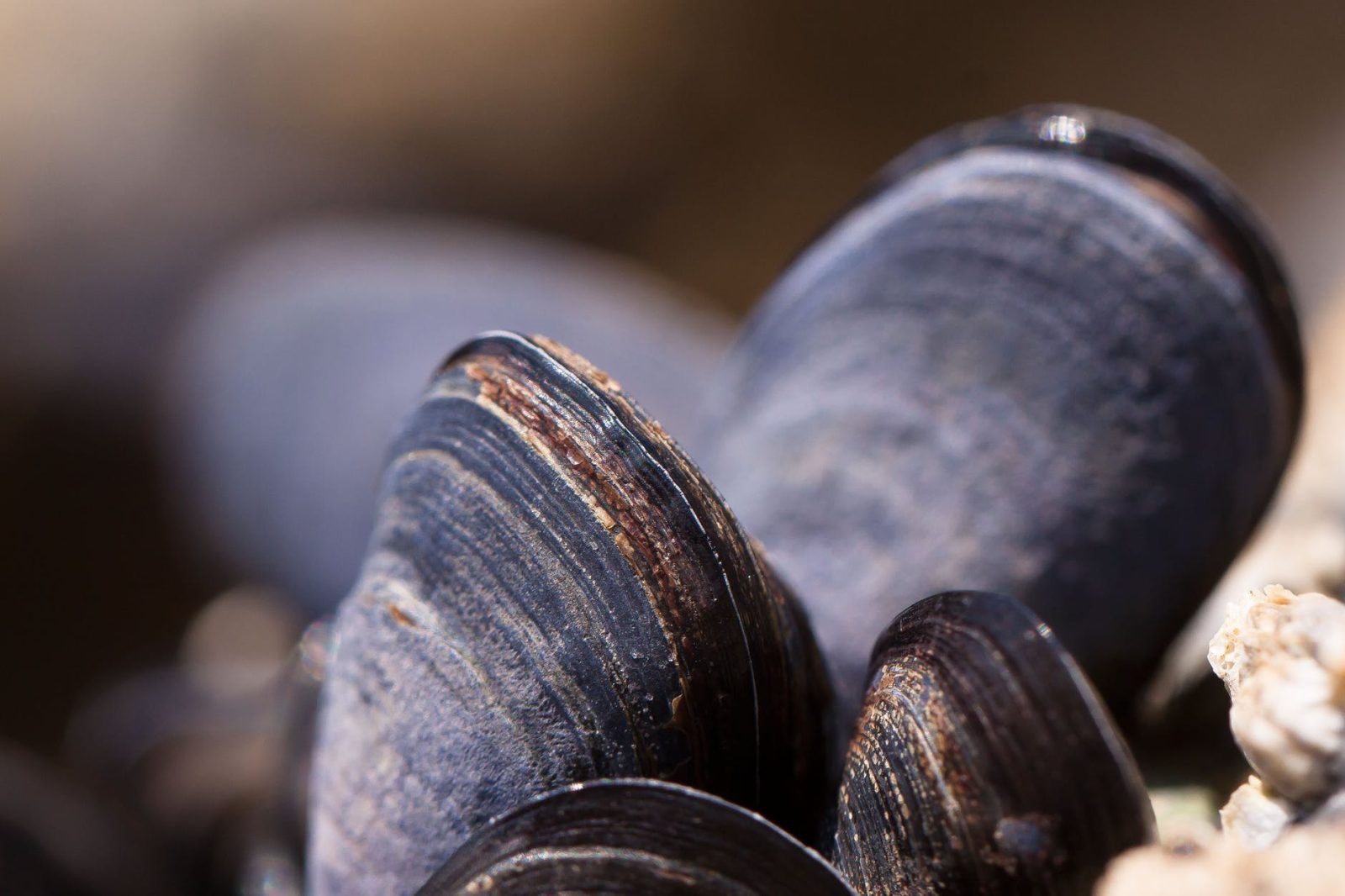 Plancha & Barbecue: Moules à la plancha