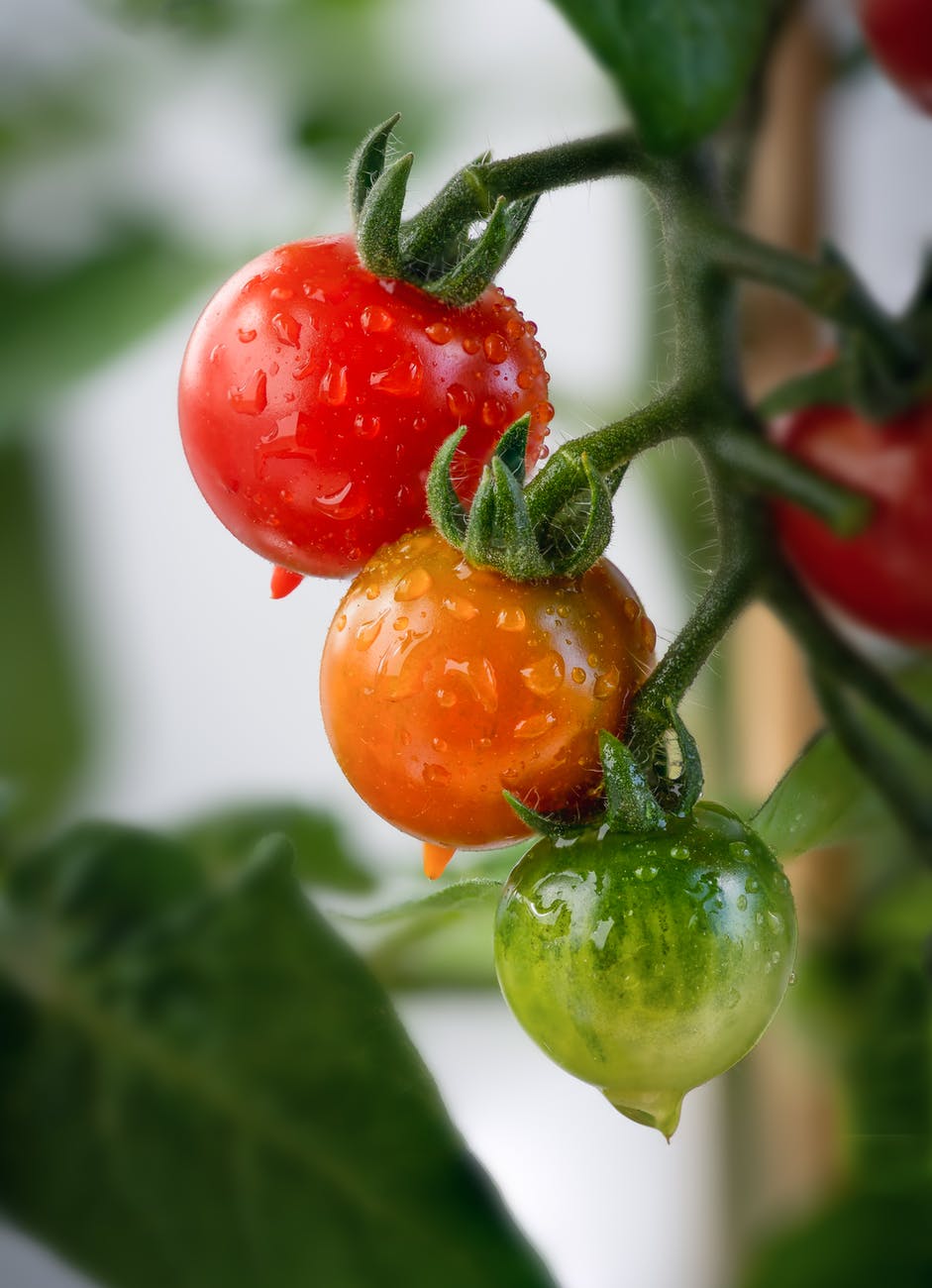 patchwork de Tomates soufflées à la ricotta