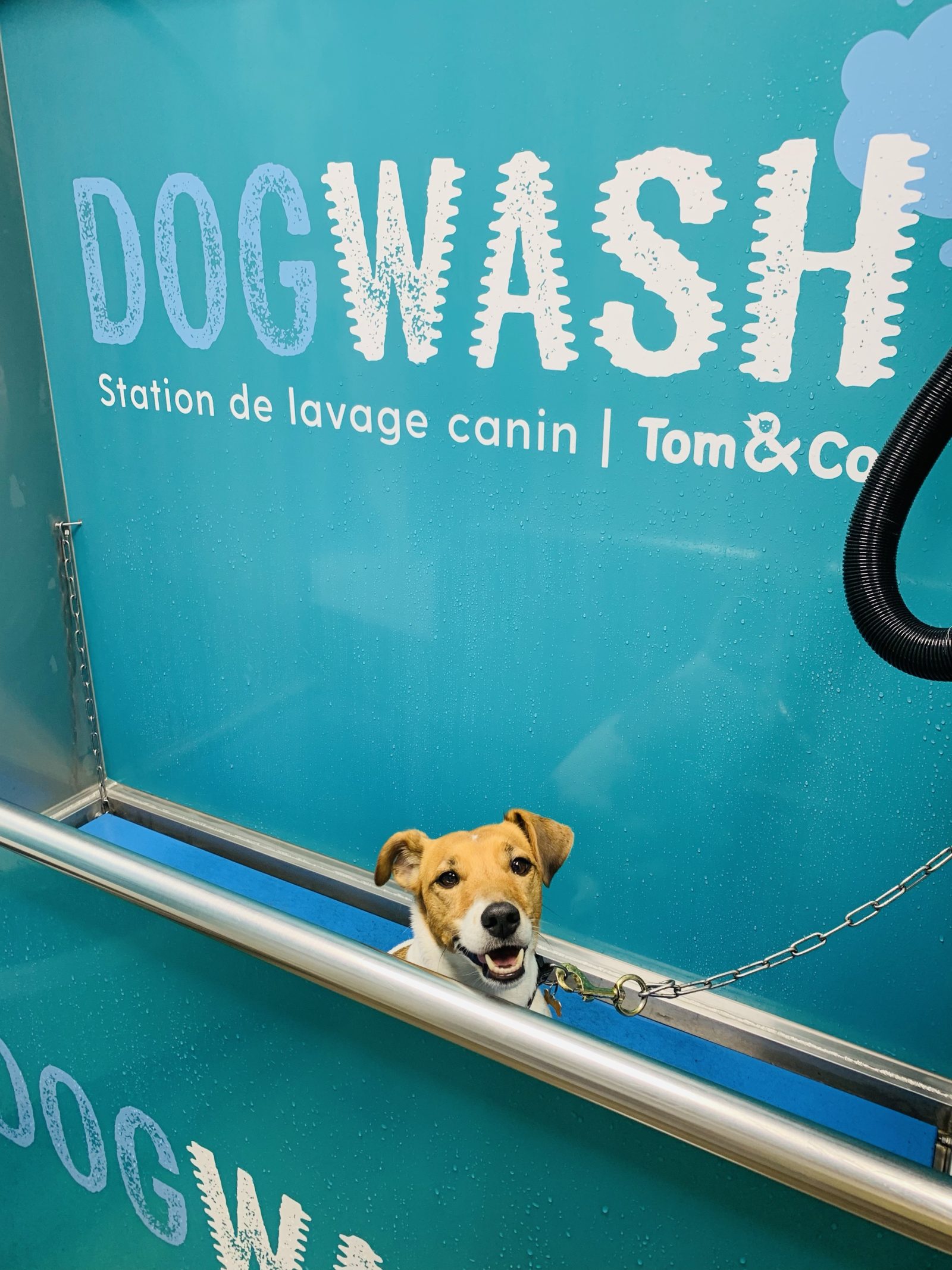 Centrale de nettoyage pour chien….une idée très pratique