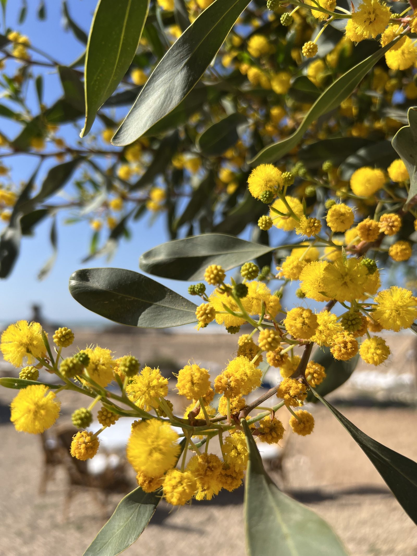 Coucou du dimanche et quand le mimosa pointe le bout de son nez