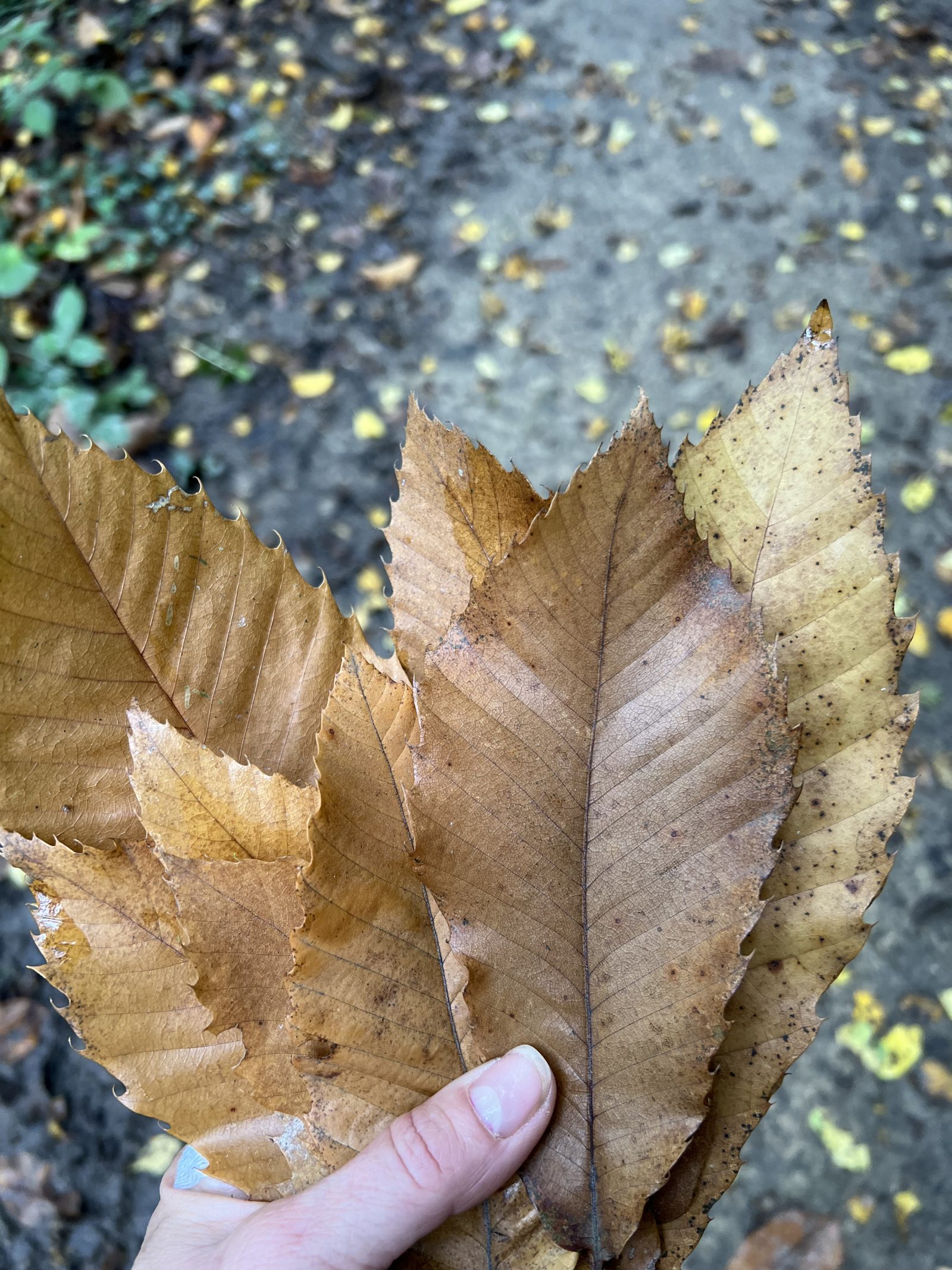 Coucou du dimanche et mauvaise gestion de mon temps !