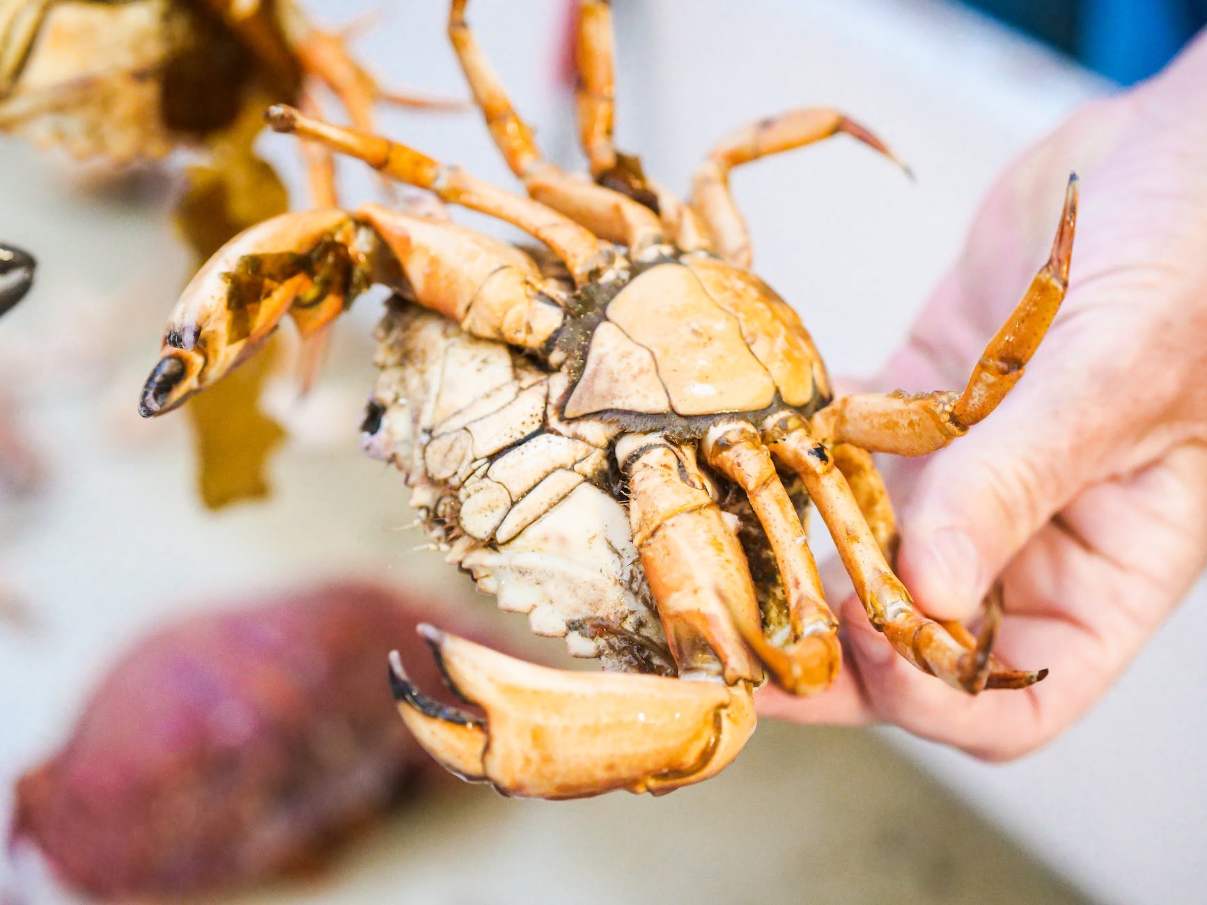 Recette de Flûtes au Crabe, pamplemousse et avocat
